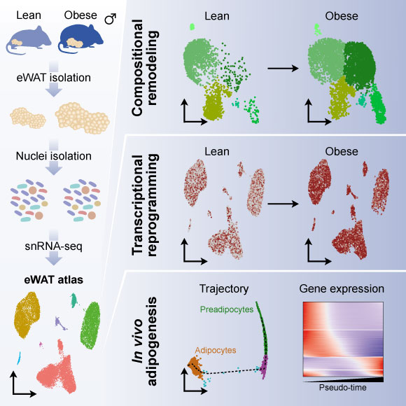 Sávári et al.  Cell Metab. (2021)