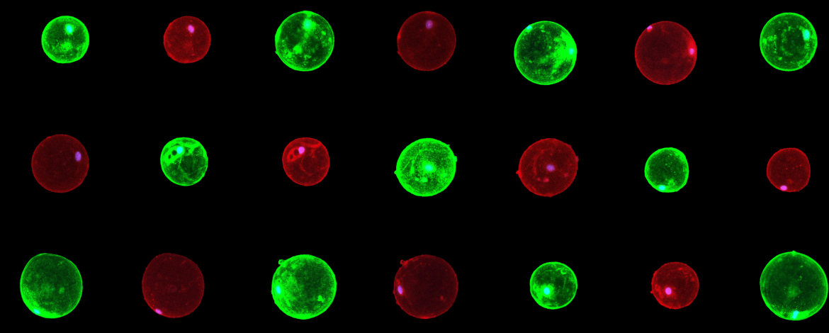 WAT cells collage