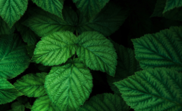 Leafs