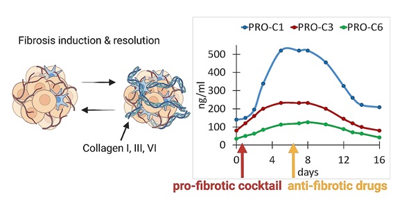 Fibrosis Induction and Resolution in 3D Liver Models