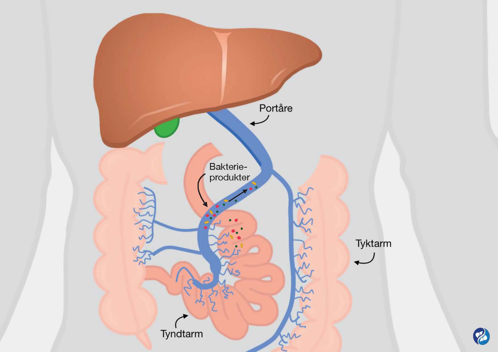 Illustration af hvordan tarmflora og lever hænger sammen