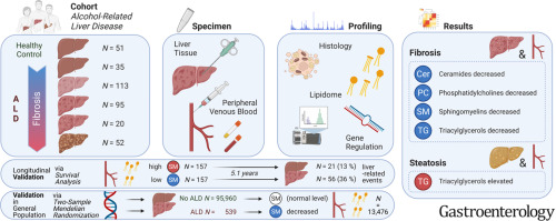 Grafisk abstract fra artiklen i gastroenterology