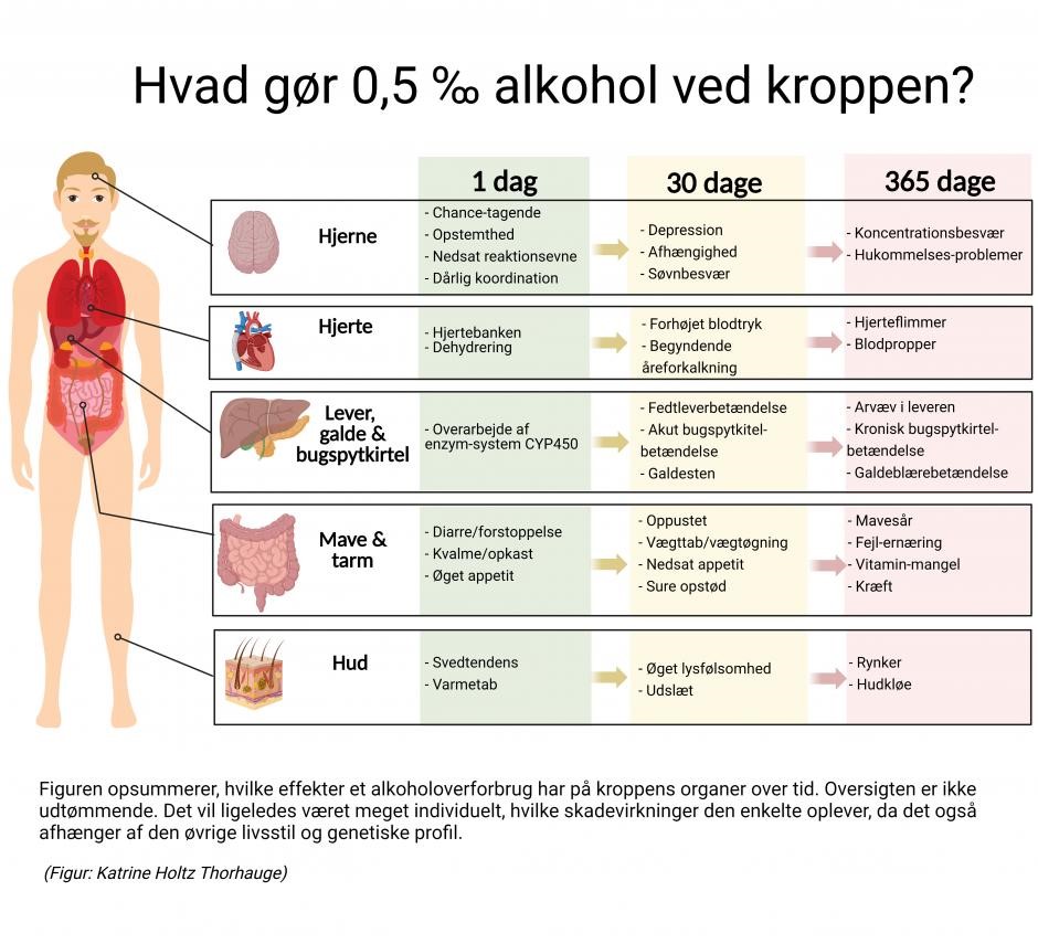 Illustration af hvad alkohol gør ved kroppen