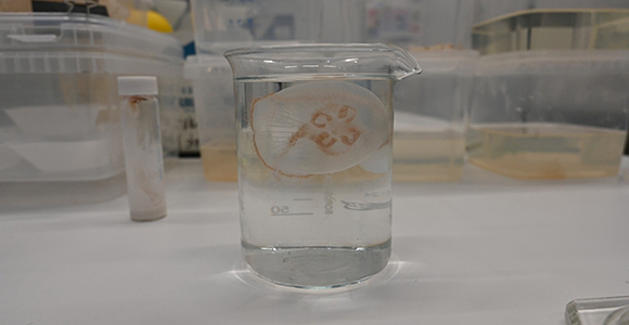 En vandmand i et glas