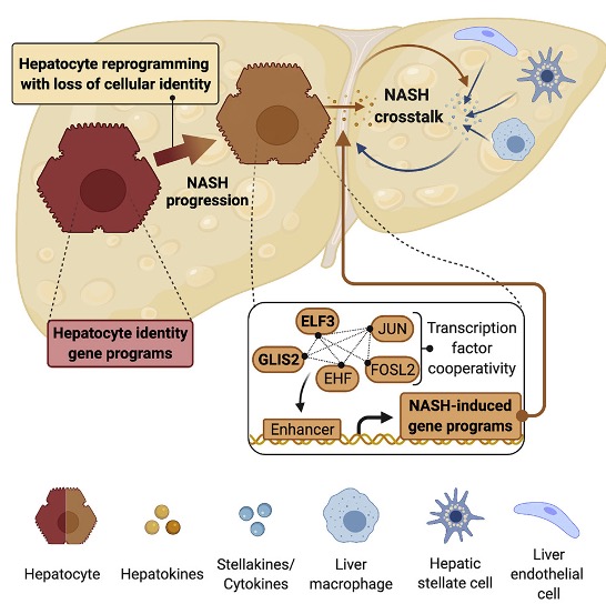 NASH_Hepatocyte_Network