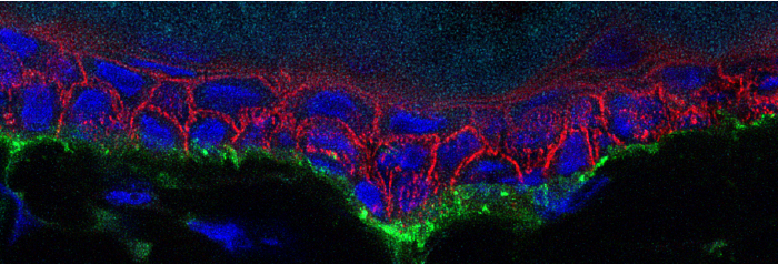 laminin