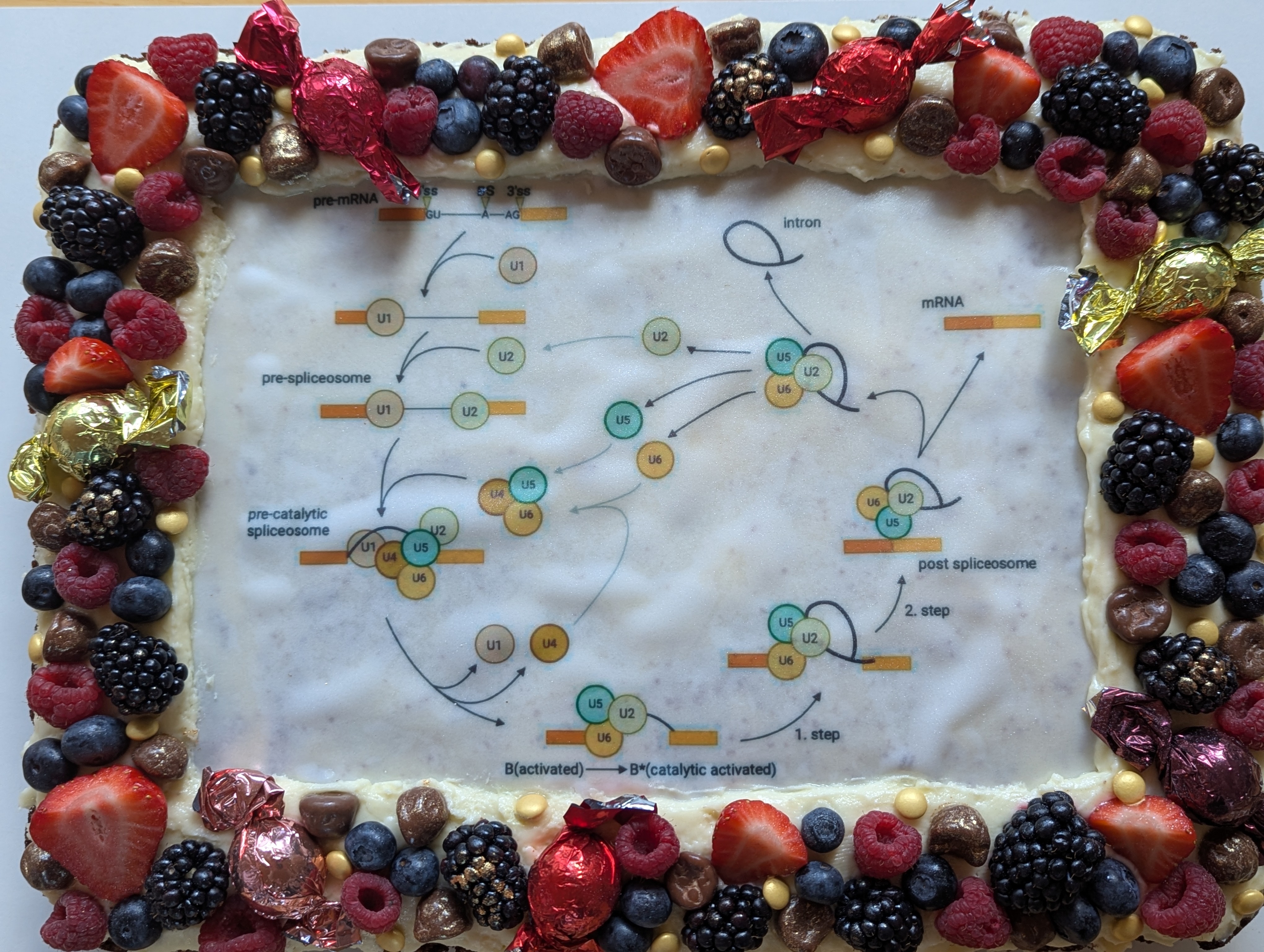 Rectangular cake decorated with berries and chocolates around an edible print of a spliceosome and RNA splicing diagram labeled "pre-mRNA", "intron", and "mRNA".
