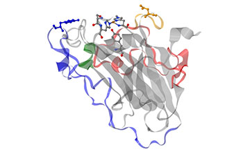Graphical illustration og protein