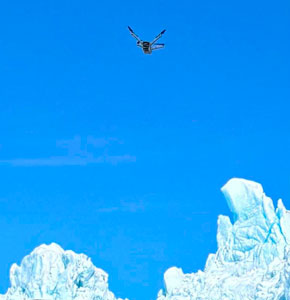 A drone hovers in the air over glaciers