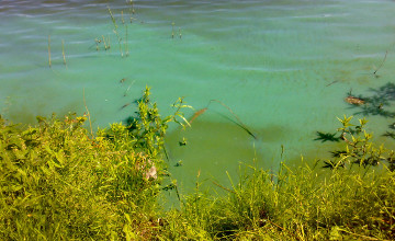 Grassy bank beside calm turquoise water.