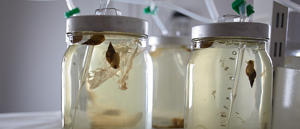 Snails in jars