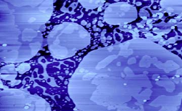 The islands — lipid membrane formed by the fat DPPC, which is spread on a solid surface of mica. The largest island is about 2 µm in diameter. Atomic force microscopy.