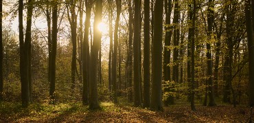 Skov forsidebillede NAFA-LSUL online netværksmøder