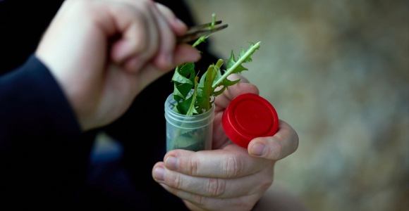 Fra workshoppen Natur i undervisningen i forbindelse med LabSTEM-konferencen på SDU den 9. april 2025