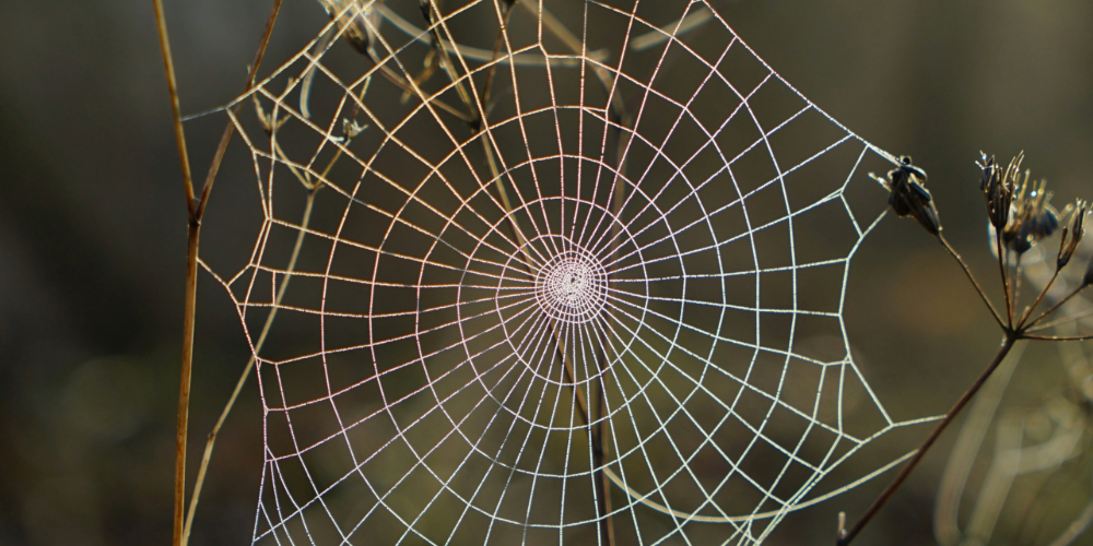 Edderkoppens spind - et ægte supermateriale