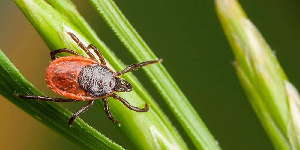 Flåter: Naturens nærgående ninjaer