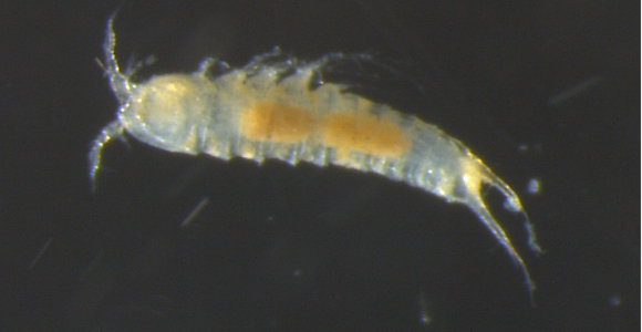 copepod