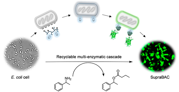 Graphical abstract for article