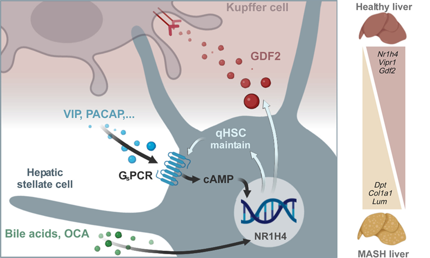 Graphical Abstract Bendixen et al.
