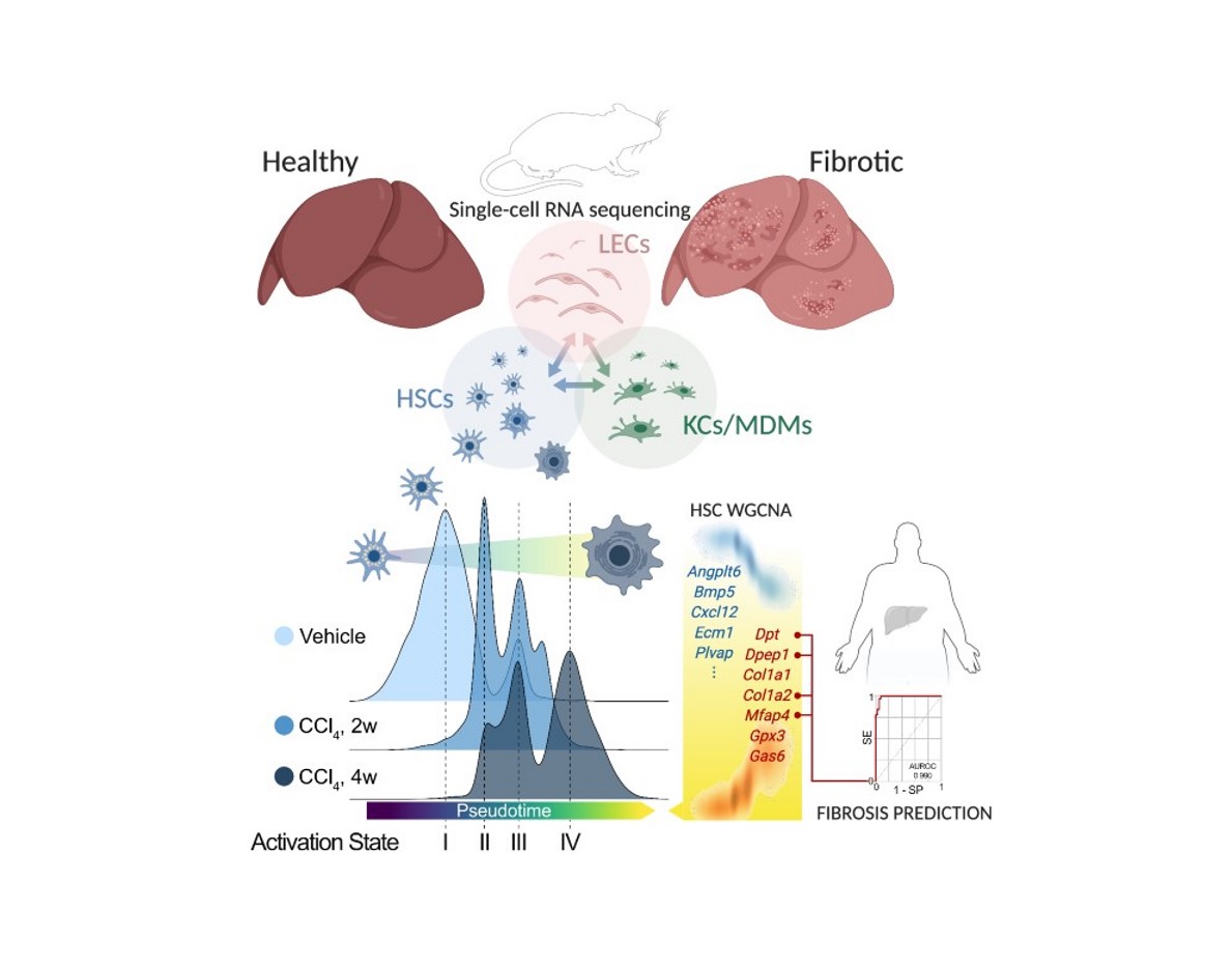 Graphical abstract Terkelsen et al