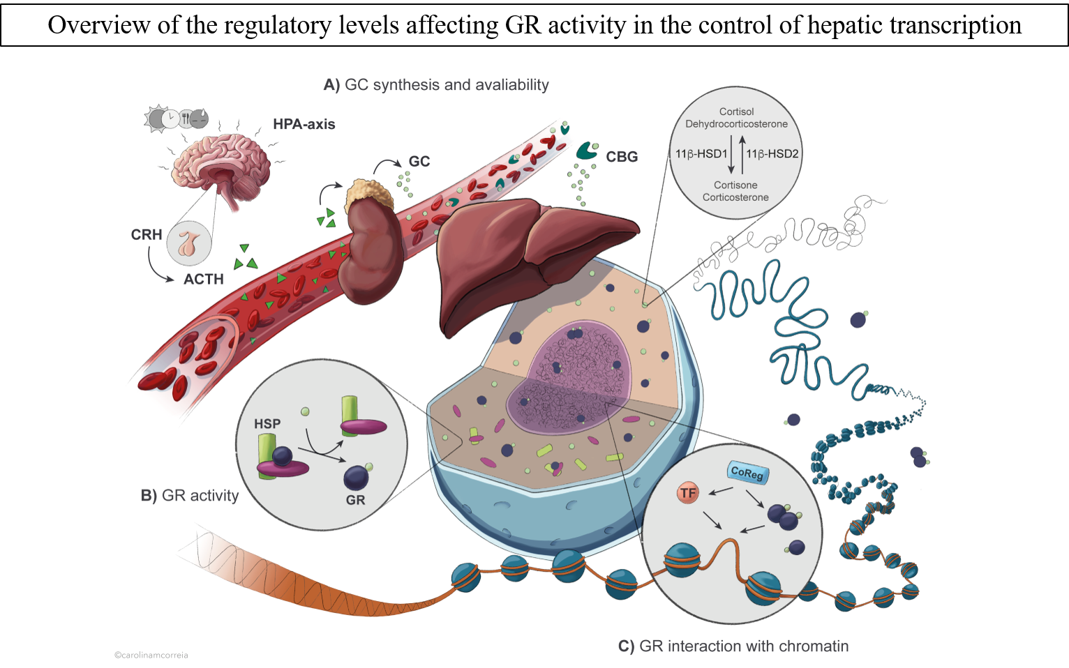 Overview of the regulatory levels affecting GR activity in the control of hepatic transcription