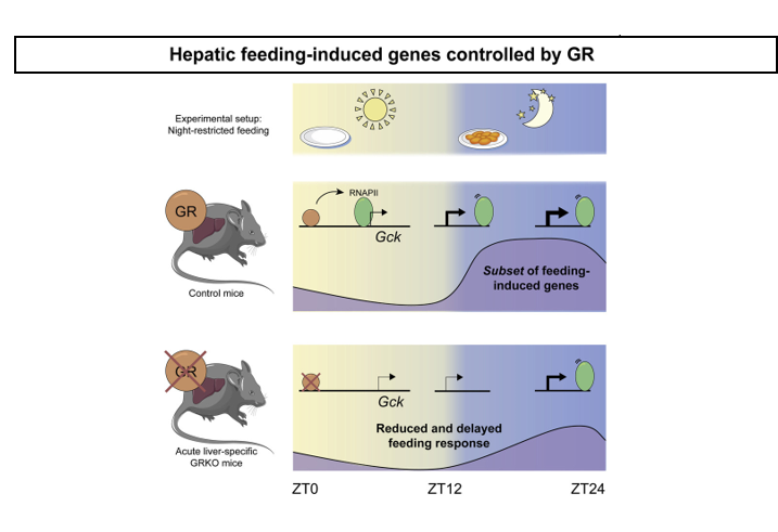 Illustration of highlights from Praestholm et al. 2021