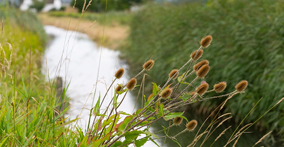 Natur billede af flod og mark med blomster