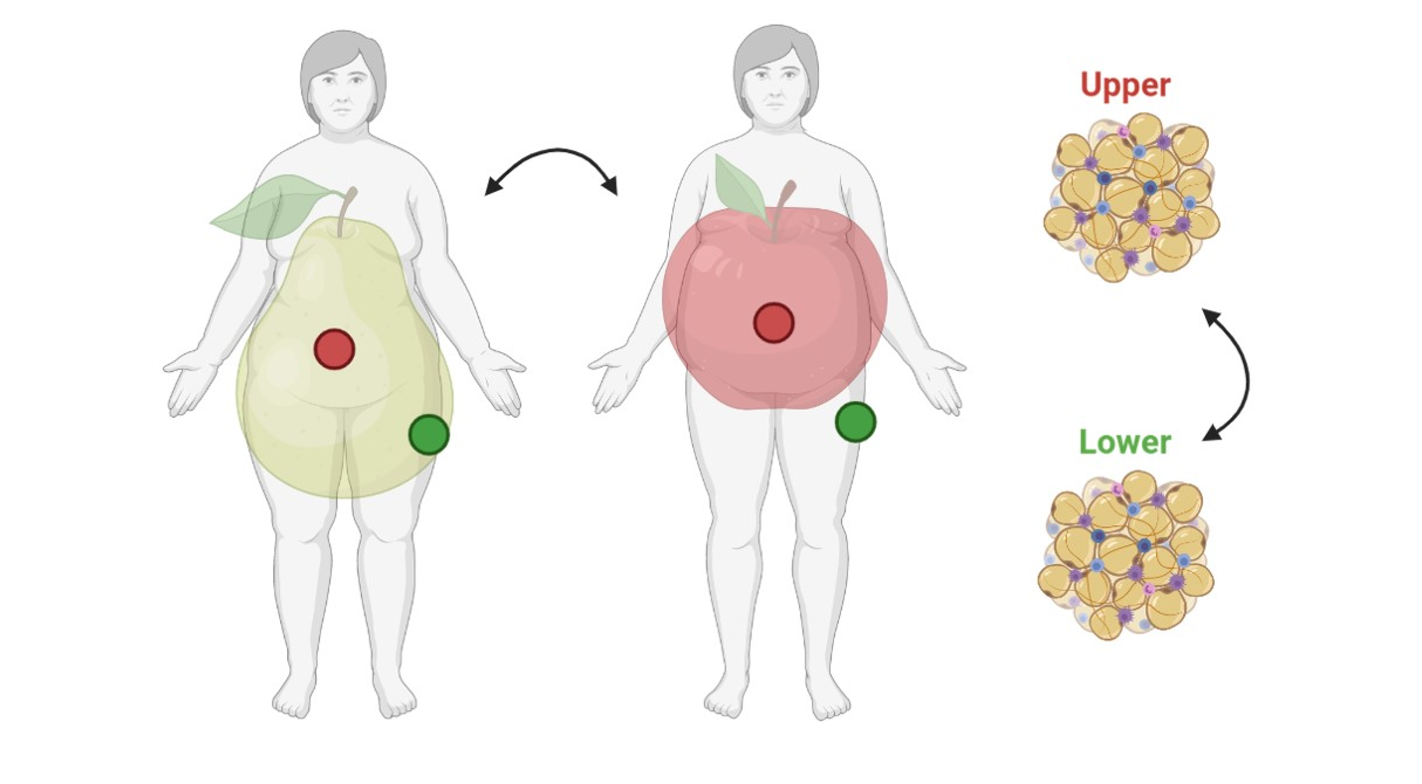 Apple and pear shaped