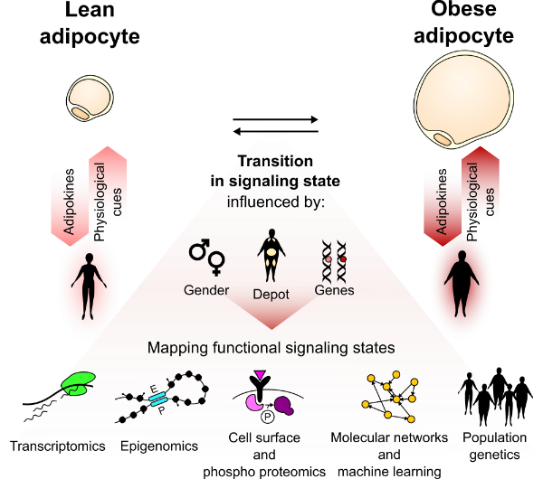 ADIPOSIGN overview