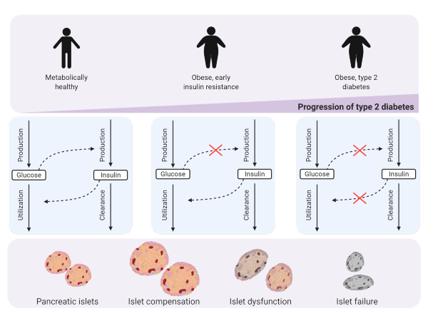 T2DMdysfunction