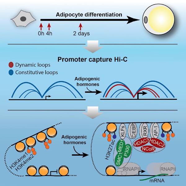 Graphical abstract