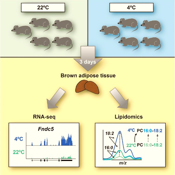 Graphical abstract