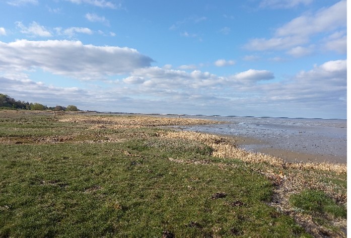 Sample: grazed salt marsh