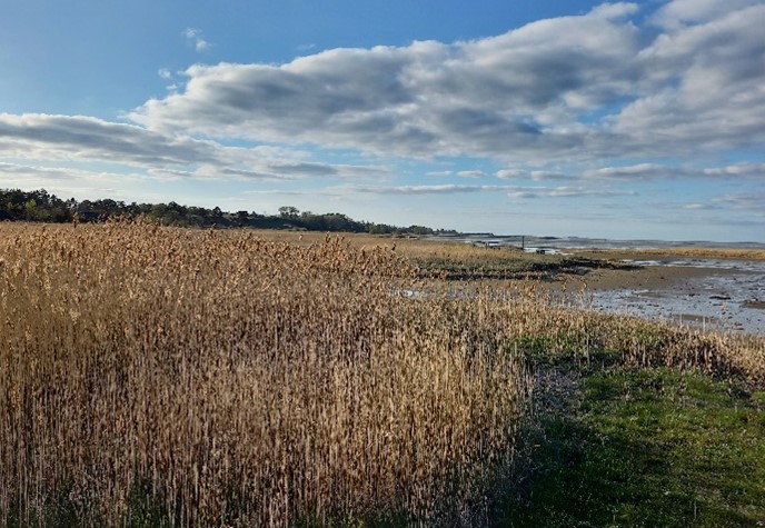 Sample: ungrazed salt marsh