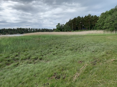 Grazed (near) versus Ungrazed (far) coastal marshes near Turku, Finland (photo credit: Christoffer Boström)