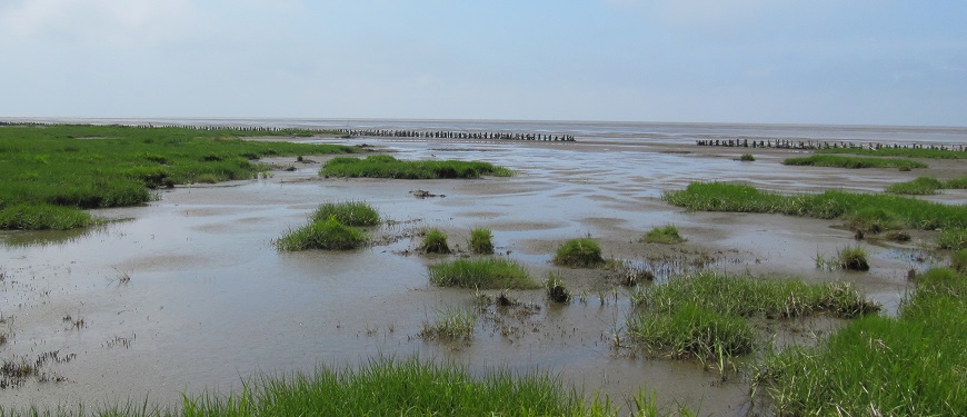 Salt marsh near Emmerlev in the Danish Wadden Sea (Gary Banta)
