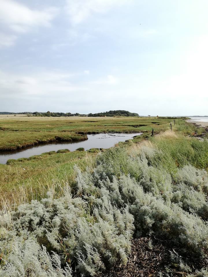 Coastal salt meadow on Horsens Fjord, Denmark (Anna Elizabeth Graversen)