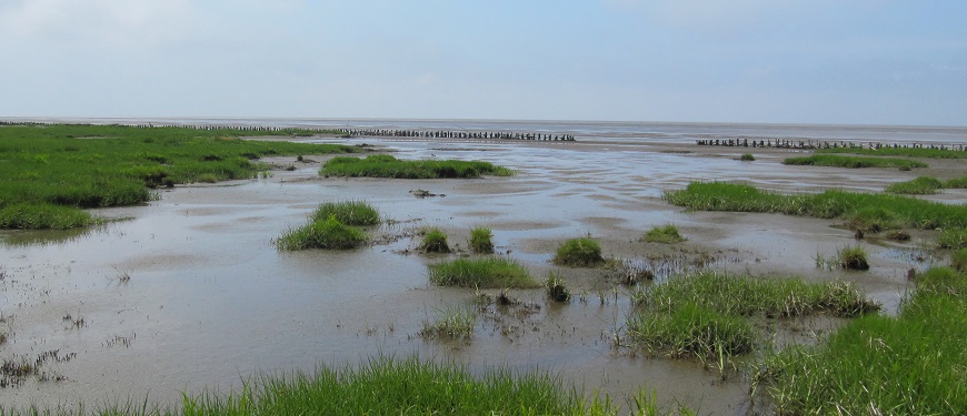 Coastal salt marsh landscape at low tide Salt marsh near Emmerlev in the Danish Wadden Sea (Gary Banta)