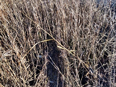 Dense dry grass or reeds in a field with a shadow across the middle.