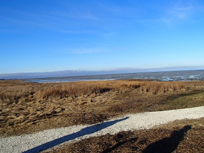 Coastal marsh with dry grass, distant water, blue sky, and a white gravel path in the foreground.