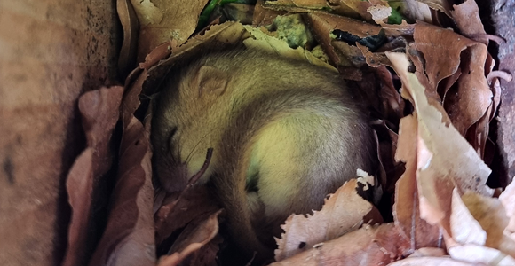 Hazel doormouse
