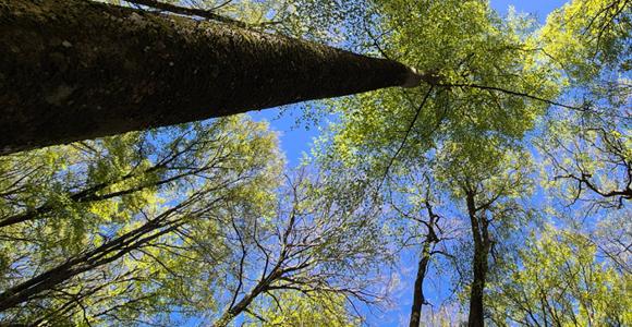 Trees