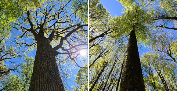 Two trees