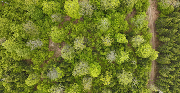 woods