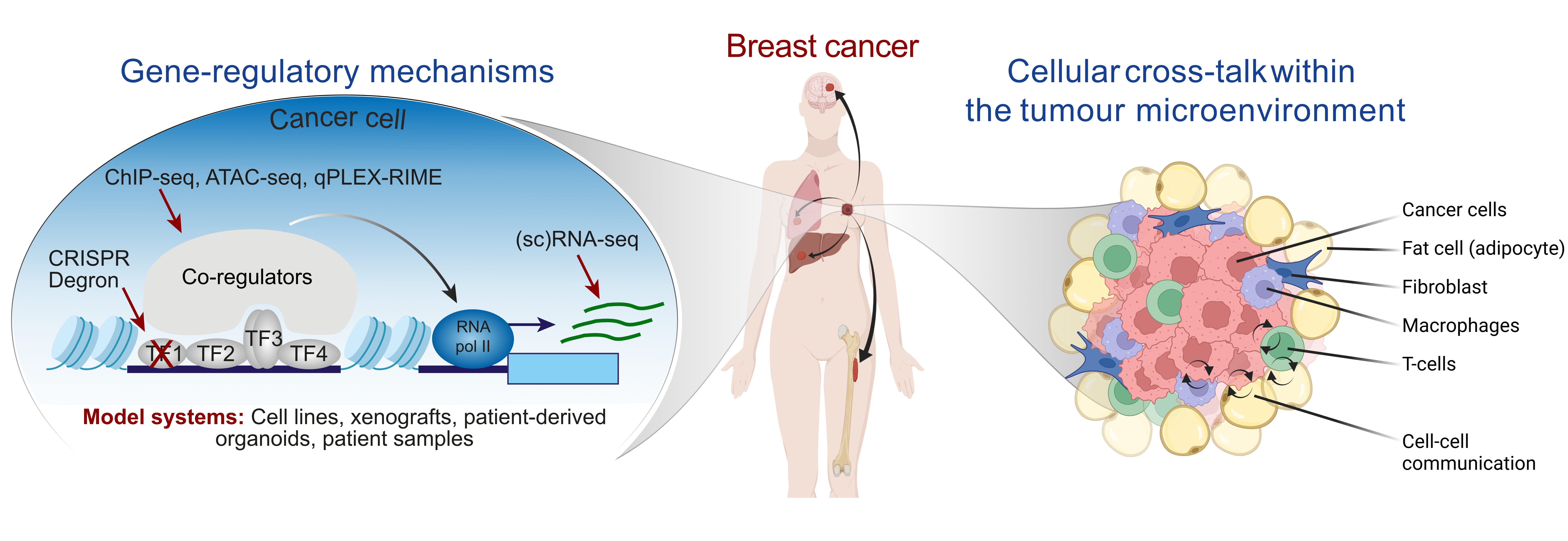 Schematic overview of the scientific approach in the Siersbaek group at SDU.