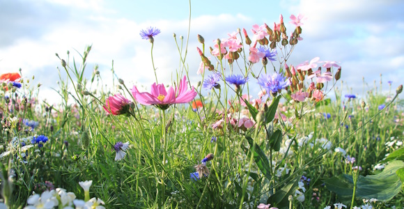Flowers in many different colours illustating biodiversity