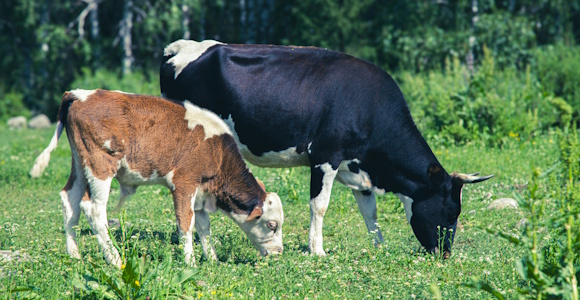 Cows eating grass. One cow is black and white, one is brown and white