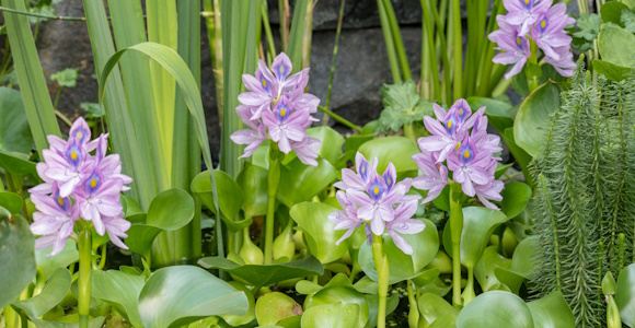 Blooming flower Water Hyacinth. Beautiful Eichhornia opening up in pond is surrounded by leaves. Growing blossom Hyacinth in lake.