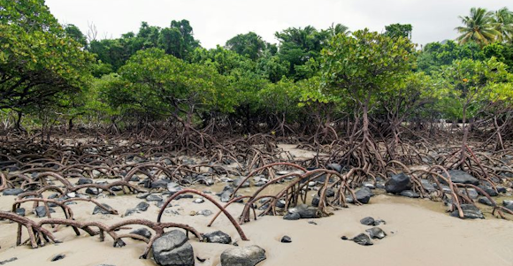 Picture from Guinea Bissau. Forest, dead wood on the beach