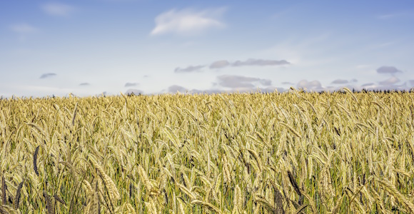 Grain field, blue sky, white clouds
